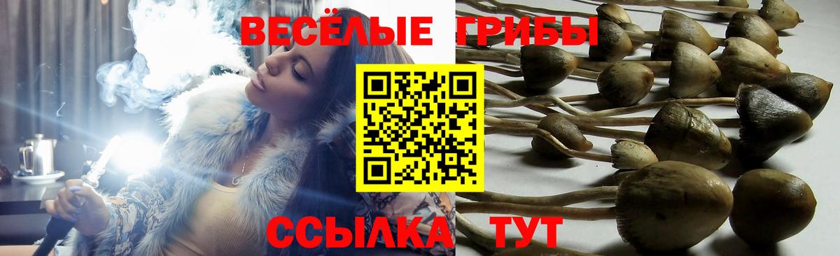 Псилоцибиновые грибы Psilocybe  Вход с VPN  Рубцовск 
